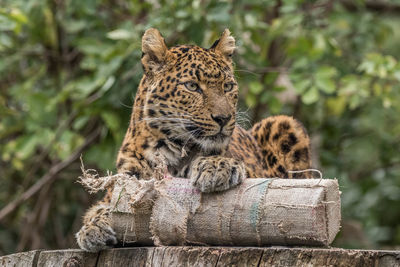 Cat relaxing on wood