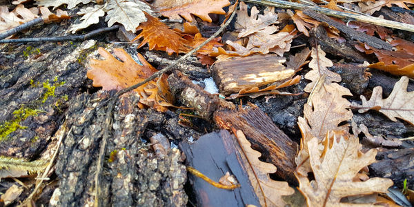 High angle view of dry leaves on field