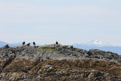 Flock of eagles standing on rock by mountain against sky