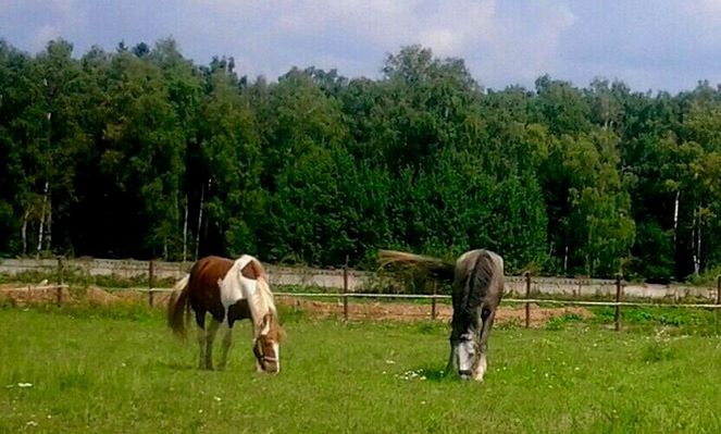 domestic animals, grass, animal themes, mammal, field, tree, livestock, horse, grassy, green color, landscape, cow, rural scene, one animal, grazing, growth, sky, herbivorous, pasture, nature