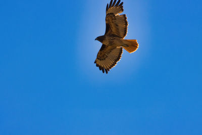 Low angle view of eagle flying against clear blue sky