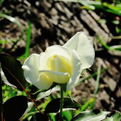 Close-up of yellow flower blooming outdoors