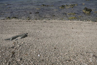 Bird on sand at beach