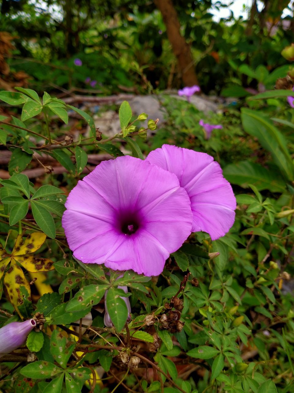 plant, flower, flowering plant, freshness, beauty in nature, growth, nature, close-up, petal, fragility, inflorescence, purple, flower head, pink, wildflower, no people, morning glory, leaf, plant part, garden, green, day, focus on foreground, outdoors, petunia