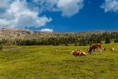 Horses grazing in a field