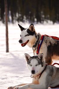 Siberian huskies on snow covered field during winter