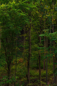 Trees in forest