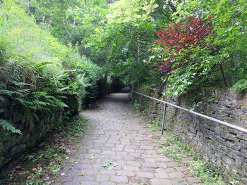 Walkway amidst trees