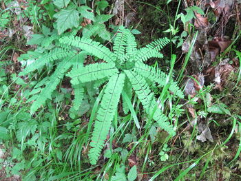 High angle view of fern on field