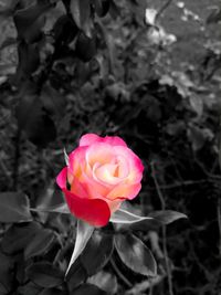 Close-up of pink rose blooming outdoors