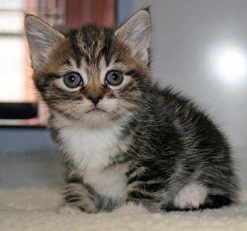 one animal, animal themes, pets, domestic animals, domestic cat, mammal, cat, whisker, feline, looking at camera, portrait, focus on foreground, close-up, indoors, sitting, animal head, front view, staring, animal eye