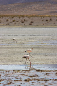 Side view of a bird on beach