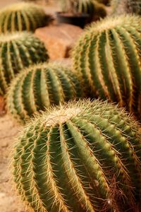 Close-up of cacti on field