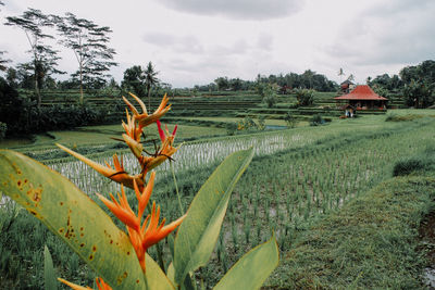 Close-up of plants on field against sky