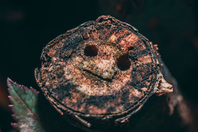 Close-up of rusty metal