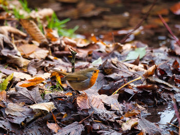 Close-up of autumn leaves