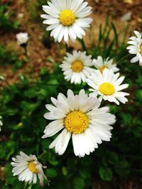 Close-up of daisy flower