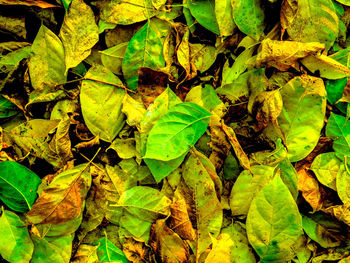 Full frame shot of dried leaves on field