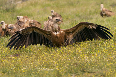 Flock of birds in a field