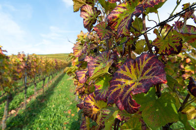 Close-up of leaves on vineyard against sky