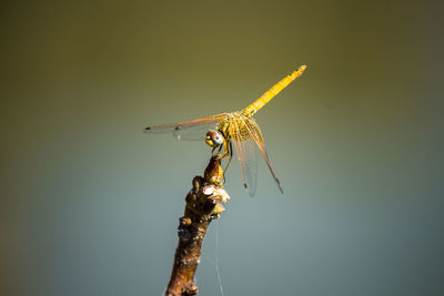 Close-up of dragonfly on twig