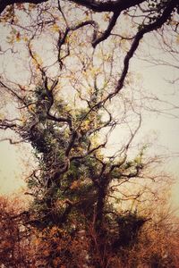 Low angle view of tree in forest