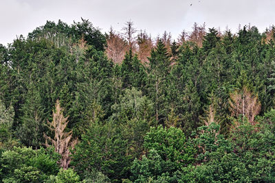 Pine trees in forest against sky