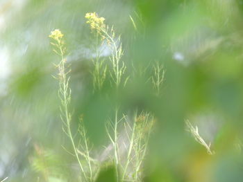 Close-up of plant against blurred background