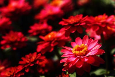 Close-up of red dahlia blooming outdoors