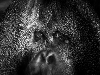 Close-up portrait of a monkey