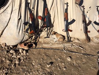 High angle view of puppy sleeping by ak-47 on sunny day