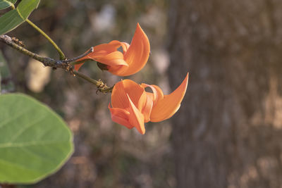 Close-up of orange flowering plant