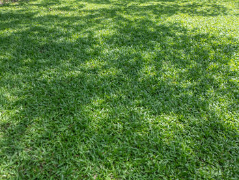 Full frame shot of grassy field