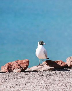 Close-up of seagull perching on rock