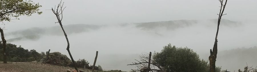 Panoramic shot of trees on landscape against sky