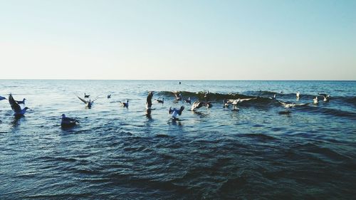 Birds flying over sea against clear sky