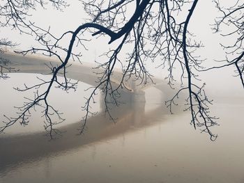 Bare tree against sky during foggy weather