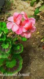 High angle view of pink flowering plant