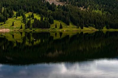 Reflection of trees on water in forest