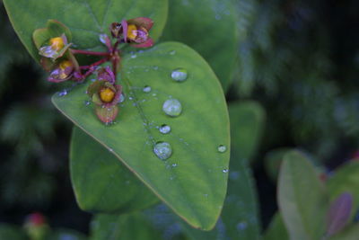 Close-up of green leaf on plant