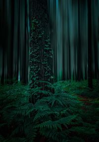 Pine trees in forest at night