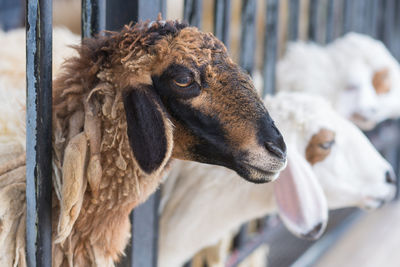 Closeup of long wool sheep on the farm.