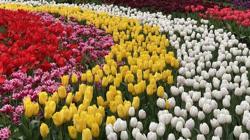 Full frame shot of flowers