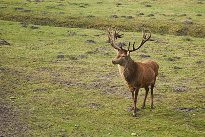 Deer standing on field