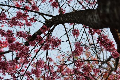 Low angle view of cherry blossoms in spring