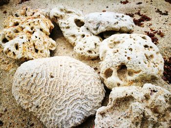 High angle view of shells on sand