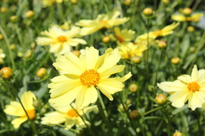 Close-up of yellow flowering plants