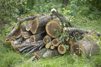 Sawn trees. firewood for winter. dry fuel. logs in countryside. birch saws.