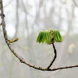 Close-up of leaf on branch