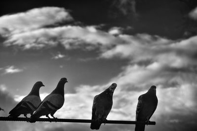 Low angle view of birds perching against sky